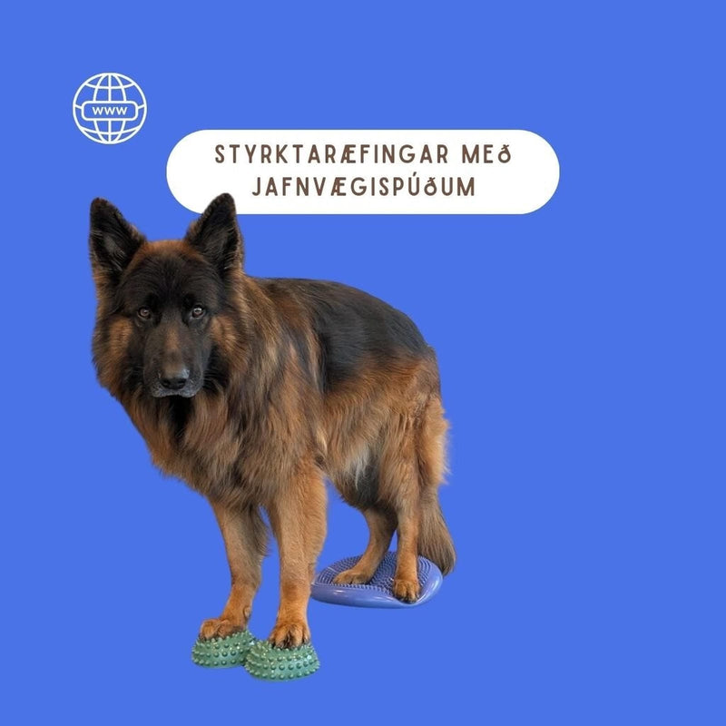 netnámskeið um jafnvægisæfingar fyrir hunda, innifalið með jafnvægispúðum.