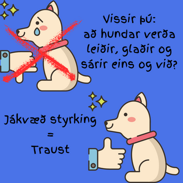 Hvolpanámskeið sem byggja traust