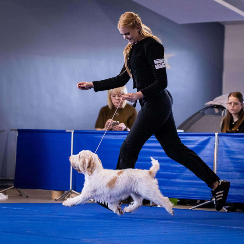 Sýninganámskeið hjá Hundakúnst: Freyja Guðmundsdóttir sýnir hund á hreyfingu í sýningarhringnum