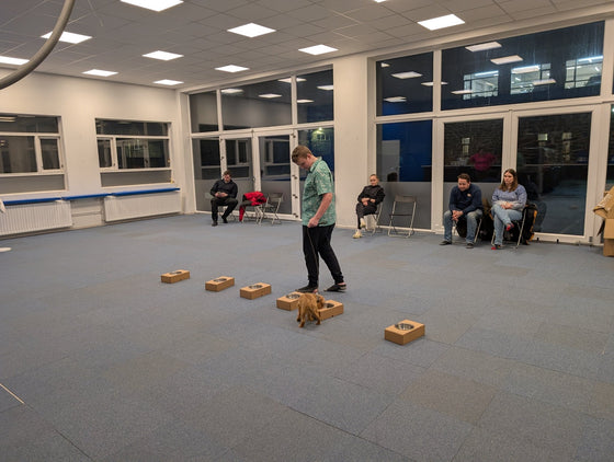 Þjálfun – hundur leitar í kössum á nosework æfingu