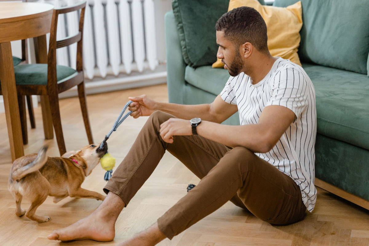 Þjálfun – manneskja leikur togleik við hund með togdóti inni í stofu