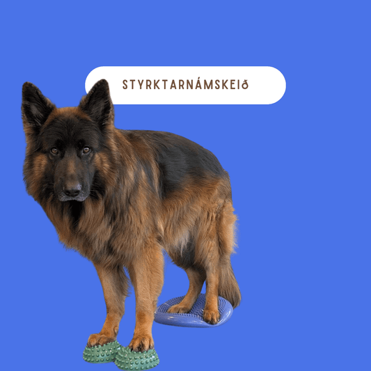 Hundur að gera styrktaræfingar með því að standa á balance púðum með fram og afturlappirnar.