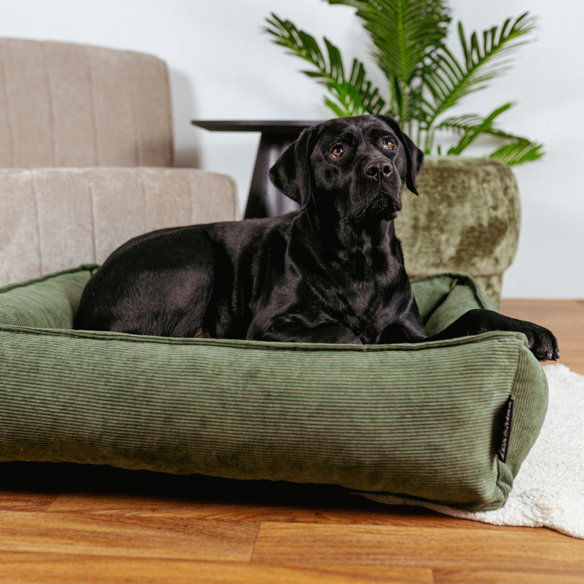 Hundabæli – Lex&Max Chicago Green með svörtum labrador