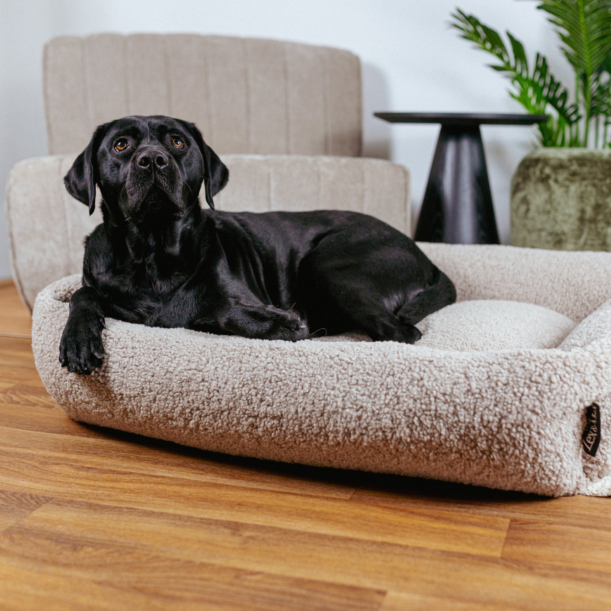 Hundabæli – Lex&Max New York sand, svartur labrador í bælinu