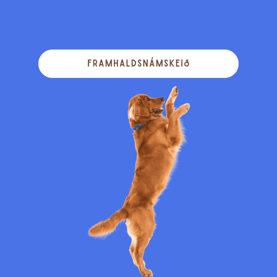 Framhaldsnámskeið