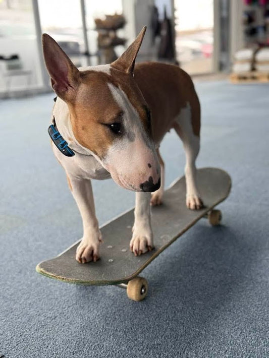 Þjálfun og Dagvist