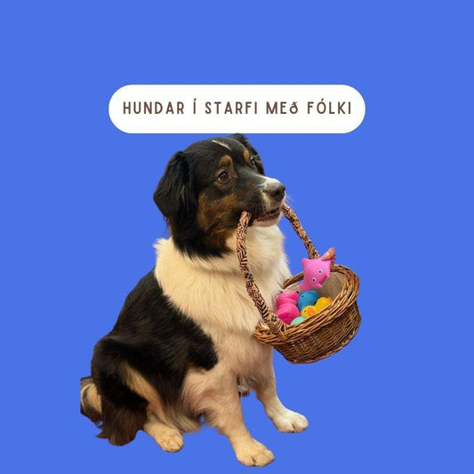 Hundur að halda á körfu með dóti