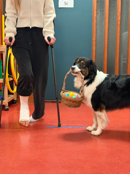 Hundar í starfi með fólki