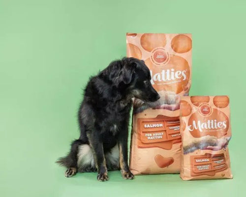 Matties Premium Adult Salmon