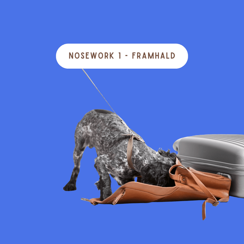 Hundur í NoseWork að þefa í tösku