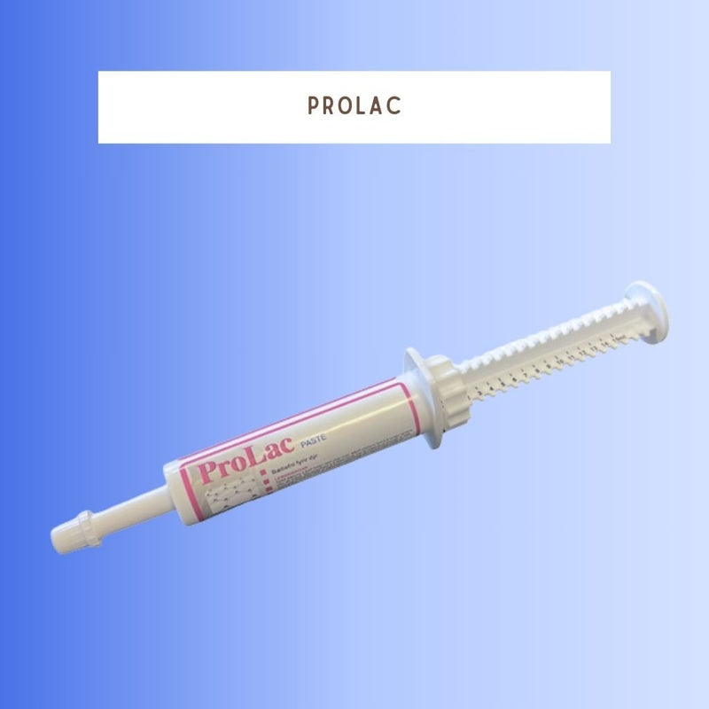 stuðningur við heilbrigða meltingu og þarmaflóru dýra