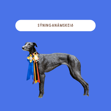 Sýningarnámskeið fyrir hunda og hvolpa