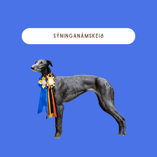 Sýningarnámskeið fyrir hunda og hvolpa