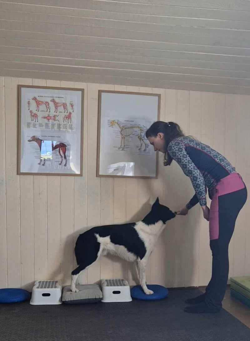 Hundur að gera styrktaræfingar í sjúkraþjálfun
