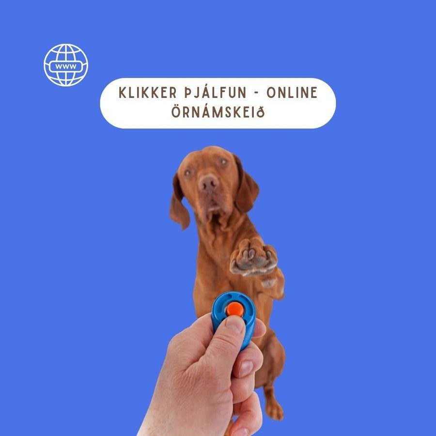 Örnámskeið - Klikker þjálfun
