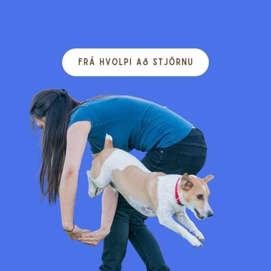 Frá hvolpi að stjörnu