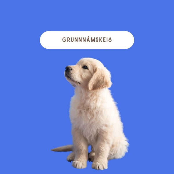 Grunnnámskeið