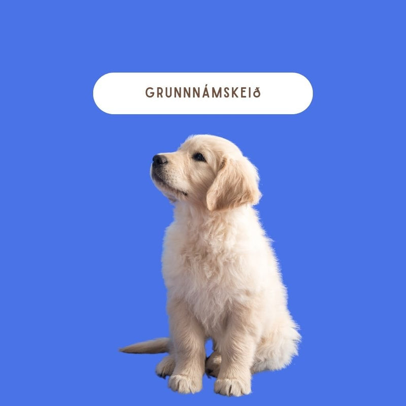 Hvolpanámskeið og Grunnnámskeið fyrir hunda á öllum aldri. Lærðu meira á hundinn þinn.