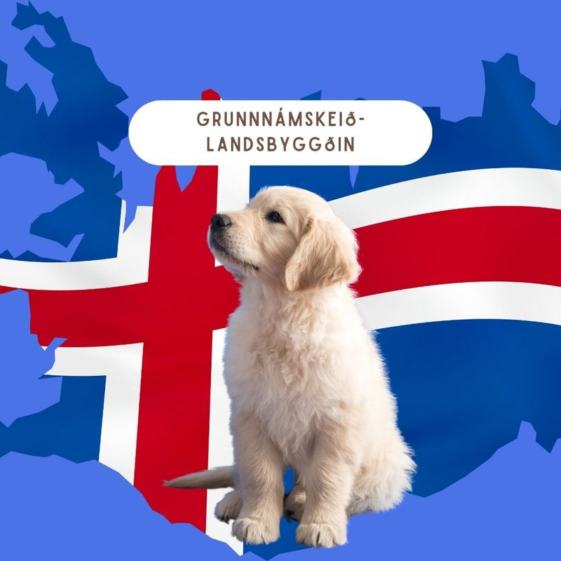 Grunnnámskeið á landsbyggðinni haldið eina helgi. Hundar á öllum aldri velkomnir