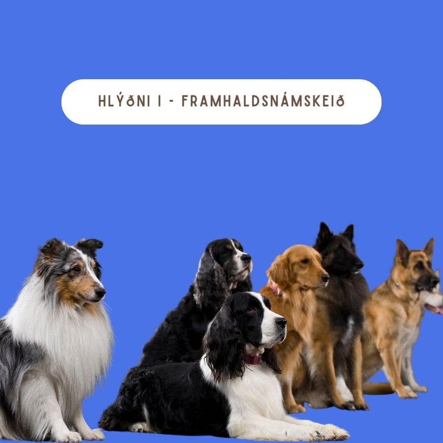 Hlýðni I - Framhaldsnámskeið