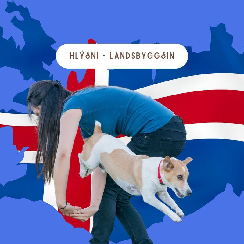 Helgarnámskeið fyrir þá metnaðarfullu. Grunnæfingar sem að hjálpa þér að komast á toppinn í hlýðni